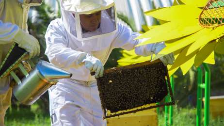 Ford Cuautitln recibir hasta 70 mil abejas en su primer apiario