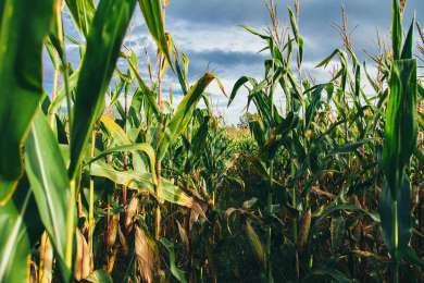 Amplan Nestl Mxico y el CIMMYT su colaboracin basada en agricultura regenerativa