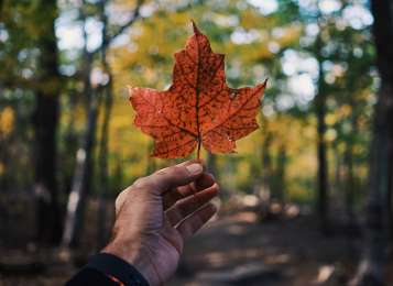 Canad busca a profesionales en Mxico y Latinoamrica