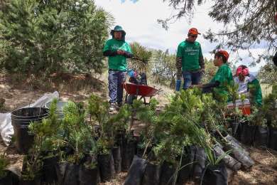 Ms de 500 voluntarios de Iberdrola Mxico participan jornadas de reforestacin en cinco estados