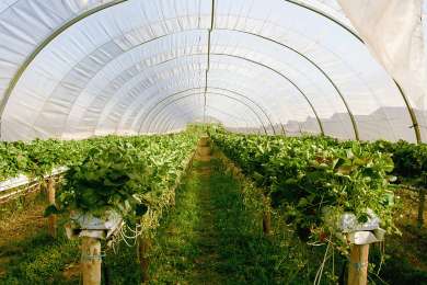 Denuncian condiciones precarias en el Programa de Trabajadores Agrcolas Temporales en Canad y Mxico