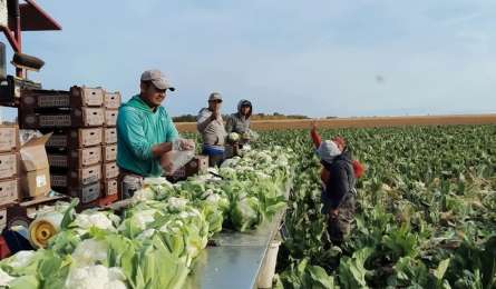 Mxico fortalece migracin laboral ordenada con el Programa de Trabajadores Agrcolas Temporales