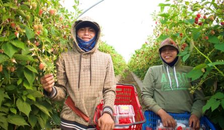 Avanza certificaci�n laboral para la agroexportaci�n y mejora de condiciones de jornaleros